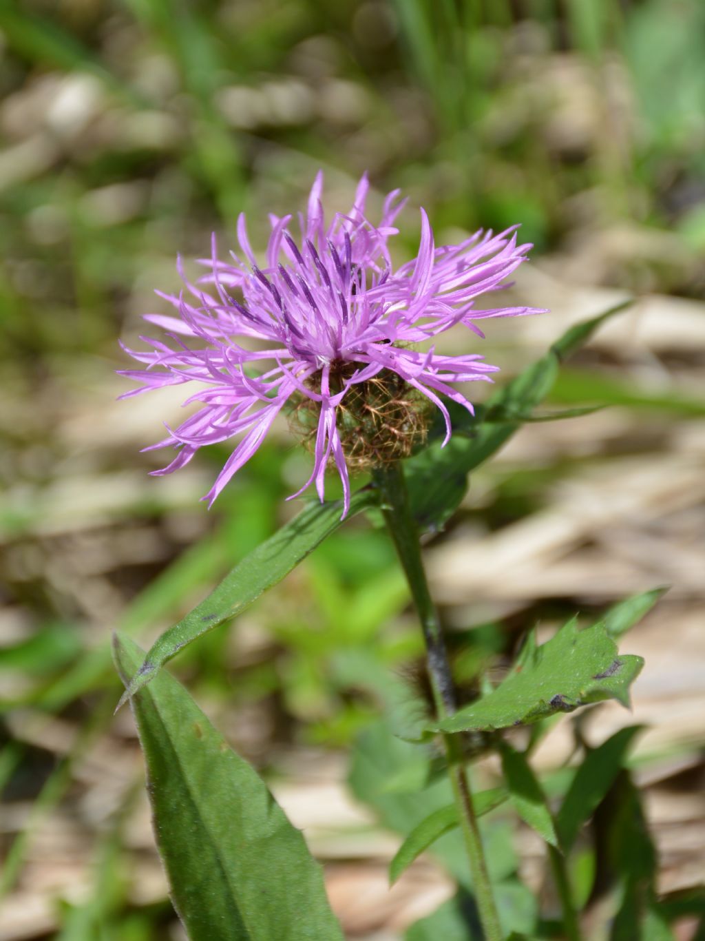 Centaurea rhaetica / Fiordaliso retico